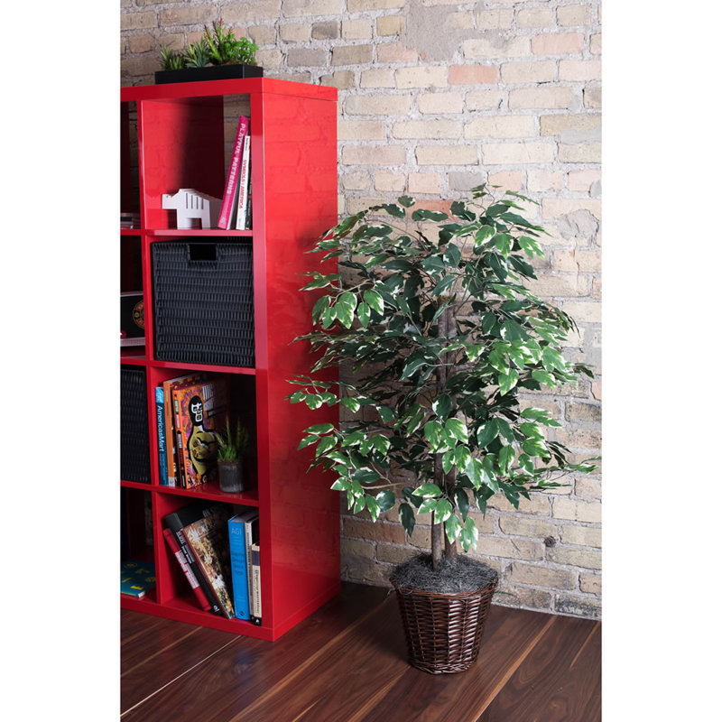 Variegated Ficus Tree in Basket & Reviews Birch Lane